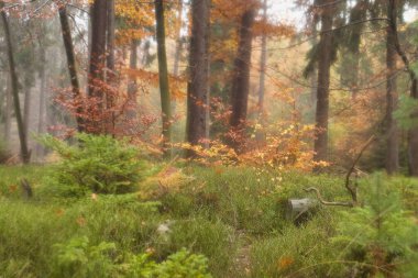 Renkli ağaç yaprakları ve yeşil çimlerle dolu bir sonbahar günü Almanya 'nın Derebeyi Ormanı' nda güzel bir açıklık.