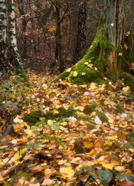 Almanya 'da bir sonbahar günü Palatinate ormanında yosun kaplı bir ağaç kütüğünün etrafında sarı yapraklar..
