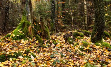 Yosun kaplı ağaç kütüğü, Almanya 'daki Palatinate ormanının zeminine düşmüş sarı yapraklarla çevriliydi..