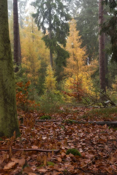 Gele Boom Het Pfalz Bos Een Natte Herfstdag Duitsland — Stockfoto