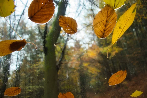 Colorful Fall Leaves Car Windshield Palatinate Forest Germany Rainy Day — ストック写真