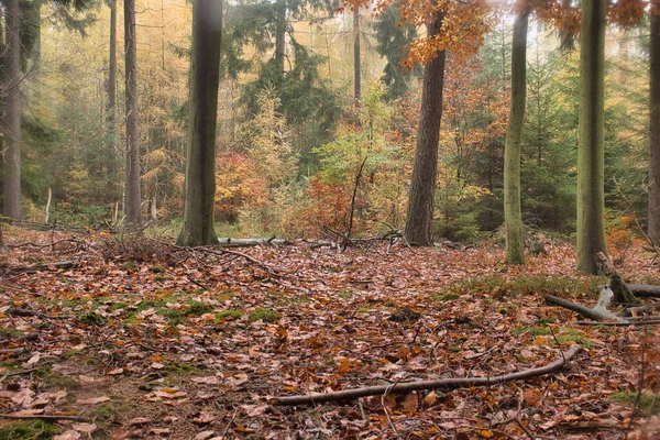 Bladbedekte Open Plek Het Palts Bos Met Kleurrijke Boombladeren Een — Stockfoto