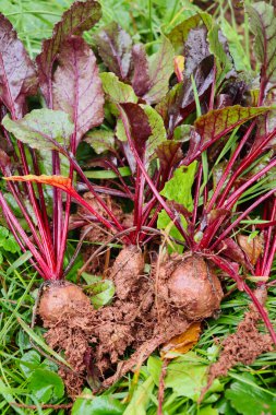 Almanya 'da bir sonbahar günü kazılarak çıkarıldıktan sonra yeşil çimlerin üzerinde çamurla kaplı pancarlar.. 