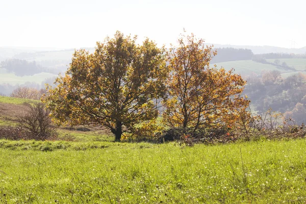Folhas Amarelas Laranjeiras Árvores Prado Dia Nebuloso Queda Rheinland Pfalz — Fotografia de Stock