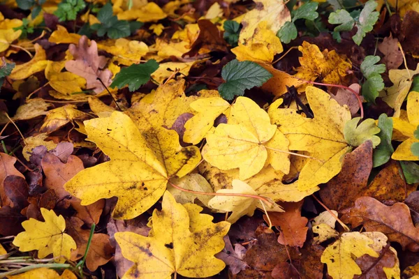 Folhas Amarelas Chão Floresta Palatinado Dia Outono Alemanha — Fotografia de Stock