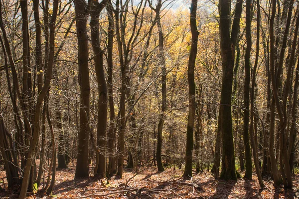 Bomen Stammen Schaduwen Gele Bladeren Een Zonnige Herfstdag Het Palts — Stockfoto