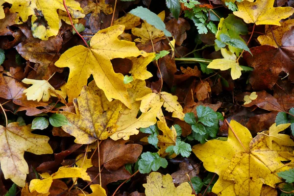Bright Yellow Leaf Palatinate Forest Floor Brown Yellow Leaves Green — стоковое фото
