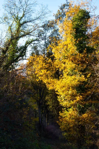 德国利奇滕贝格城堡附近 秋天的一天 树上长满了黄叶 — 图库照片