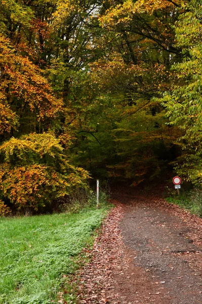 Begin Van Een Pad Het Palts Bos Van Duitsland Een — Stockfoto