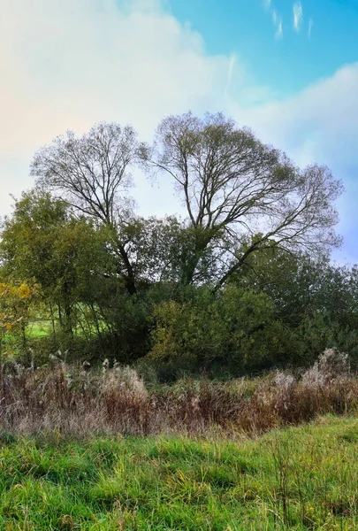 秋天的一天 在德国帕拉廷森林旁边的草地上 有一棵绿草的树 — 图库照片
