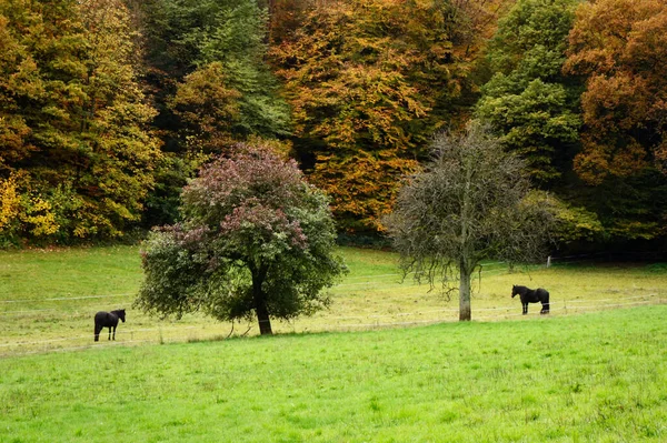 Dwa Konie Stojące Przy Dwóch Drzewach Łące Pobliżu Palatyńskiego Lasu — Zdjęcie stockowe