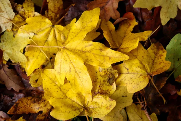 Folhas Amarelas Topo Folhas Marrons Mortas Chão Floresta Palatinado Uma — Fotografia de Stock