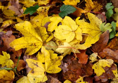 Almanya 'da bir sonbahar günü Palatinate ormanının zemininde parlak sarı yapraklar.