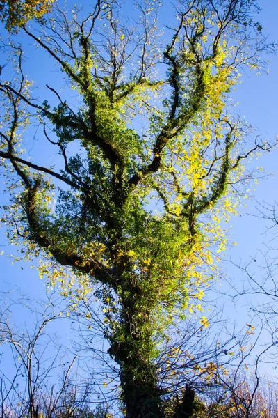 Árvore Verde Brilhante Deixa Uma Árvore Frente Céu Azul Dia — Fotografia de Stock