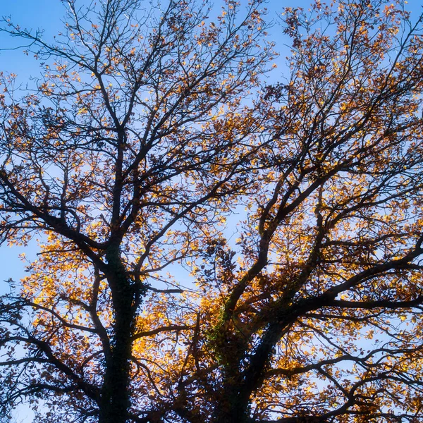 Heldere Sinaasappelboom Bladeren Voor Een Blauwe Lucht Een Zonnige Herfstdag — Stockfoto
