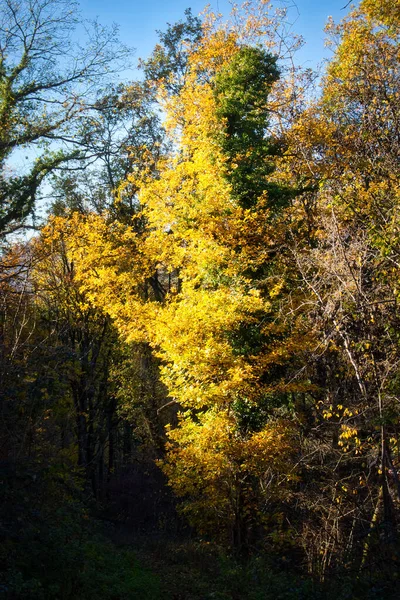 德国帕拉廷森林里 阳光灿烂的秋日午后 阳光照射在一棵树上 树叶发亮 — 图库照片