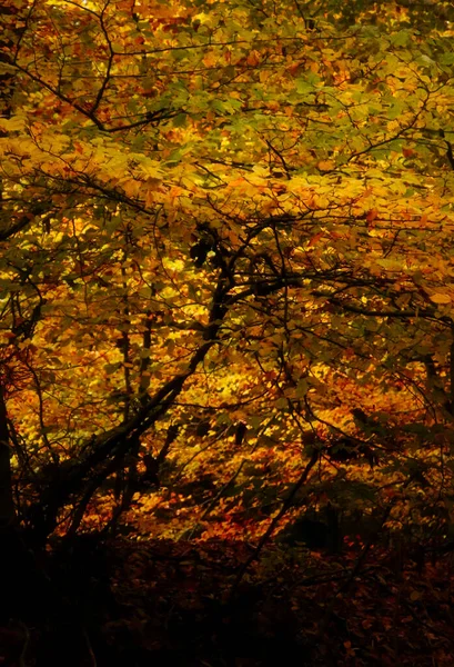 Yellow Leaves Tree Surrounded Orange Yellow Green Leaves Palatinate Forest — Foto de Stock