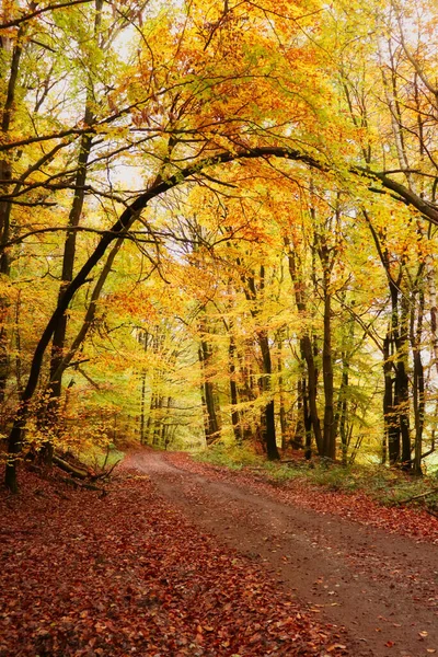 Bir sonbahar günü Almanya 'nın Palatinate ormanındaki yürüyüş yolunun üzerinde büyüyen parlak turuncu ve sarı yapraklar..