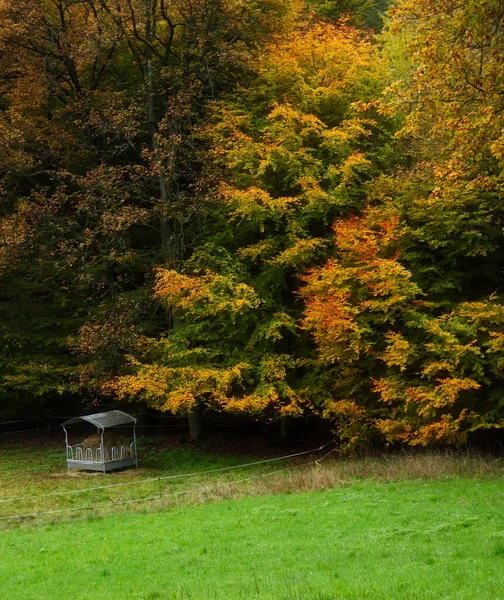 德国帕拉廷森林的边缘 秋天的一天 有一棵美丽的树 黄叶和桔叶 — 图库照片