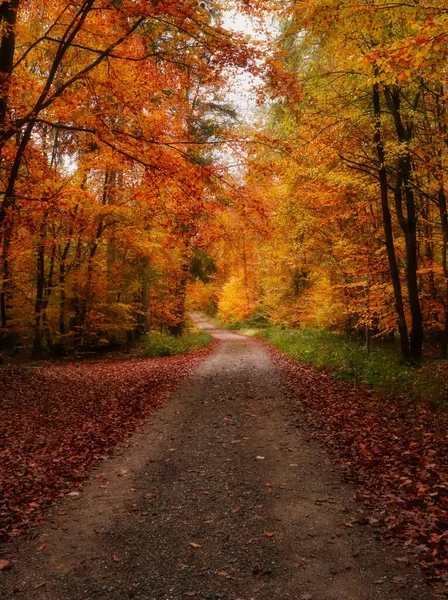 Beautiful Walking Path Surrounded Colorful Yellow Orange Trees Fall Day — 스톡 사진