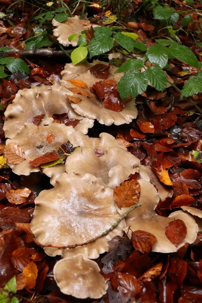 Row Light Brown Mushrooms Growing Dead Brown Leaves Palatinate Forest — Photo