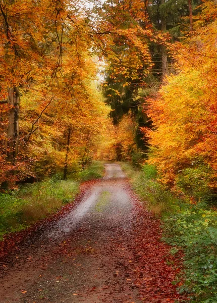 Renkli sarı ve turuncu yapraklar Almanya 'da bir sonbahar günü Palatinate ormanında yürüyüş yolu etrafında.