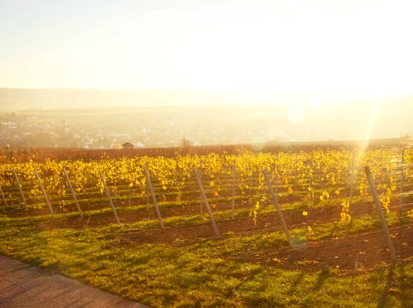 Almanya Nın Rhineland Pfalz Kentinde Bir Sonbahar Öğleden Sonra Sarı — Stok fotoğraf