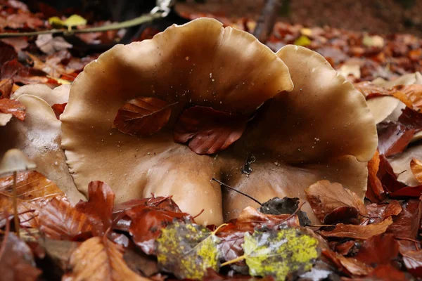 Brown Leaves Large Mushroom Cap Growing Palatinate Forest Floor Fall — Stockfoto