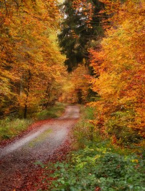 Bir sonbahar günü Almanya 'nın Palatinate ormanındaki yürüyüş yolunun etrafında canlı turuncu ve sarı yapraklar var..