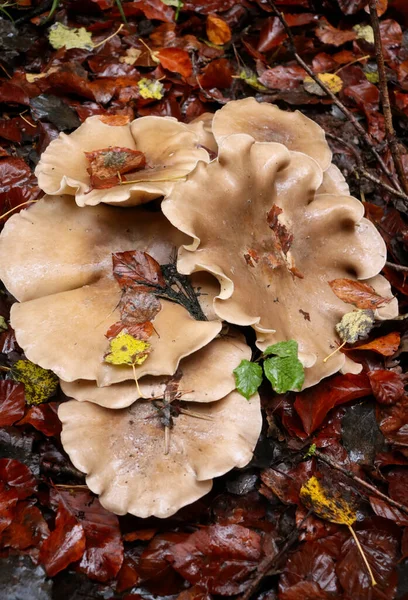 Light Brown Mushrooms Growing Top Each Other Wet Dead Brown — Photo
