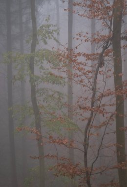 Almanya 'da sisli bir sonbahar gününde Palatinate ormanında portakal yapraklı bir ağacın yanındaki ağaçta yeşil yapraklar..