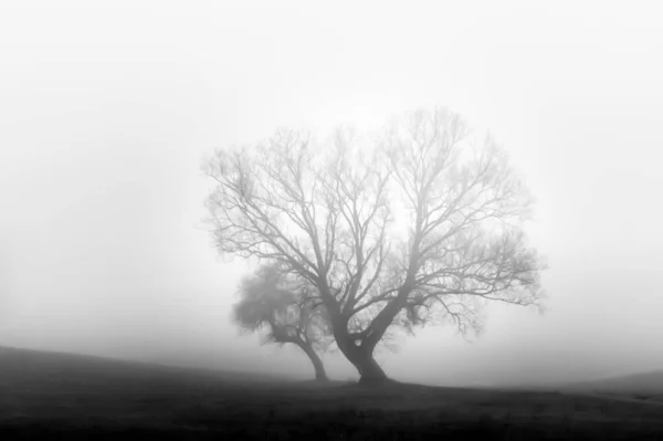 Dos Árboles Prado Renania Pfalz Alemania Día Niebla —  Fotos de Stock