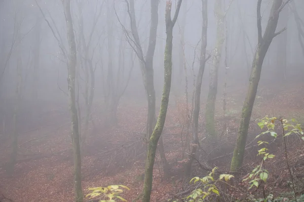 Árboles Desnudos Bosque Palatinado Con Hojas Suelo Día Nublado Otoño —  Fotos de Stock