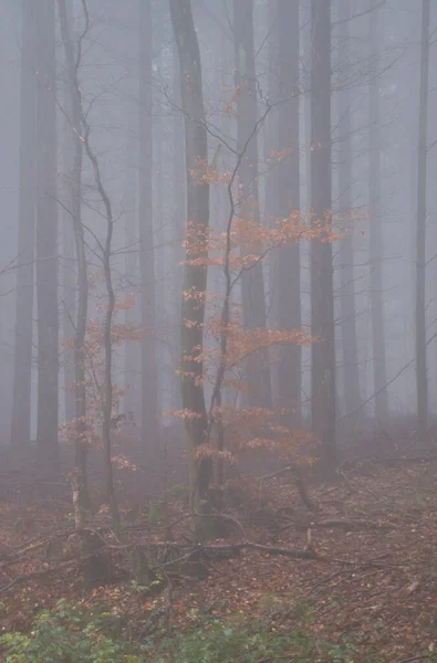 Almanya Sisli Bir Sonbahar Gününde Palatinate Ormanındaki Bir Ağaçta Portakal — Stok fotoğraf