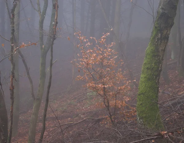 Nevoeiro Torno Uma Pequena Árvore Com Folhas Laranja Dia Outono — Fotografia de Stock