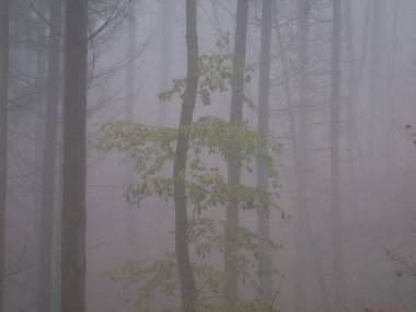 Almanya 'nın Palatinate ormanında sisli bir sonbahar gününde ağaçlarla çevrili yeşil yapraklar..