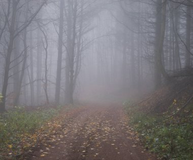 Sarı yapraklar, Almanya 'da sisli bir sonbahar gününde Palatinate ormanında yürüyüş yolunda..