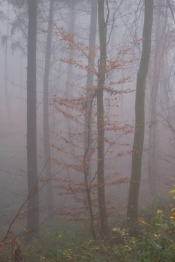 Almanya 'nın Palatinate ormanında sisli bir sonbahar gününde ağaçta portakal yaprakları ve yeşil çimenler..