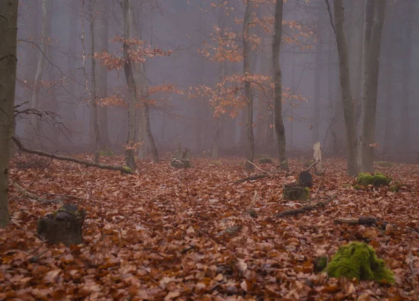 독일의 어둡고 안개가 나무에 오렌지 지방의 바닥을 뒤덮고 — 스톡 사진
