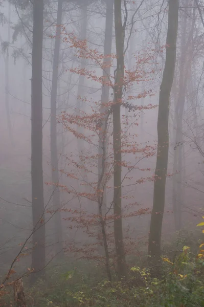 Almanya Nın Palatinate Ormanında Sisli Bir Sonbahar Gününde Ağaçta Portakal — Stok fotoğraf