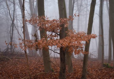 Almanya 'nın Palatinate ormanında bir sonbahar gününde sisle çevrili bir ağaçta kahverengi yapraklar..