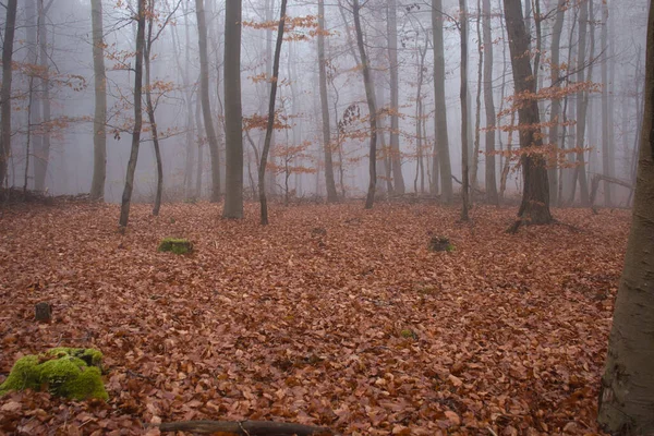 Barna Levelek Fákon Földön Németország Palatinusi Erdejében Egy Ködös Őszi — Stock Fotó