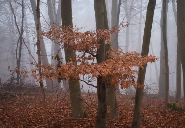 Hojas Pardas Árbol Rodeado Niebla Día Otoño Bosque Del Palatinado — Foto de Stock