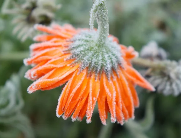 Bright Orange Flower Green Stem Hanging Covered Frost Cold Fall — Stock Photo, Image