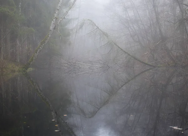 Падіння Дерев Їхнє Відображення Озері Лісі Пфальц Туманний Осінній День — стокове фото