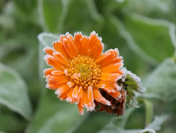 Flor Flor Laranja Brilhante Coberta Geada Branca Dia Queda Fria — Fotografia de Stock