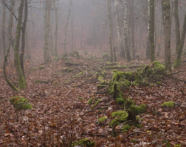 德国的一个多雾的秋天 在帕拉廷森林的树桩上生长着绿色的苔藓 周围都是枯萎的褐色叶子 — 图库照片