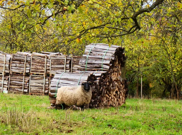 Biała Owca Czarną Twarzą Stojąca Trawie Przed Stosami Kłód Łące — Zdjęcie stockowe