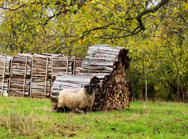 Moutons Blancs Avec Visage Noir Debout Dans Herbe Devant Des — Photo