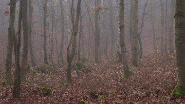 Bir sonbahar günü Almanya 'nın Palatinate ormanının zemininde küçük gövdeli ve ölü yapraklı ağaçlar.